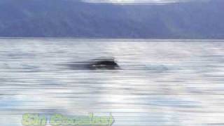 preview picture of video 'Ballenas en Golfito. Humpback whale watching'