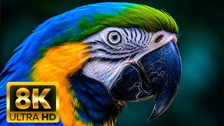 🦜 TROPICAL WILDLIFE 8K ULTRA HD (60FPS) – Exotic Animals of the Jungle