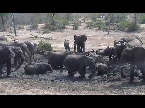 Djuma: Herd of Elephants have a quick mud wallow - 09:20 - 10/28/19