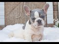 French Bulldog dogs for sale: Delanie  - Video 1