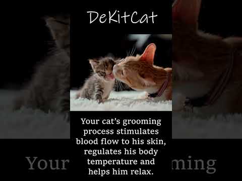 cat’s grooming process regulates their body temperature and helps them relax.