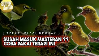 Download lagu 🔴 LIVE Masteran Terapi Pleci Nembak Mudah Masuk mp3 Download lagu 🔴 LIVE Masteran Terapi Pleci Nembak Mudah Masuk mp3