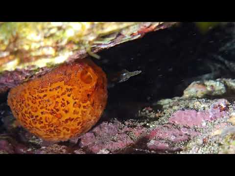 Tethya aurantium