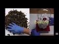 This What Happen If You Smoke Cigarettes And Weed Social Experience Shorts Tiktokvideo Smoke