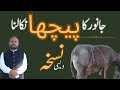 Peecha Nikalna Prolapse In Animals جانور کا پیچھا نکالنا دیسی نسخہ