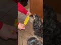 It S Corn And Zoe Loves It