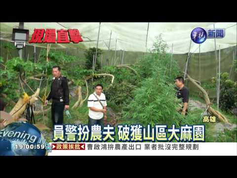 偏僻山區種大麻 警扮農夫逮人