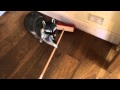 Melanie Raccoon sweeping the floor