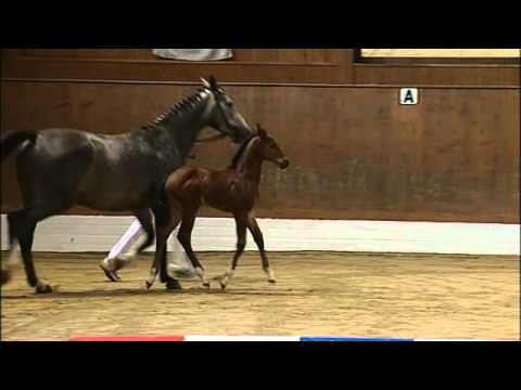 Hengstfohlen v. Casall - Cassini I