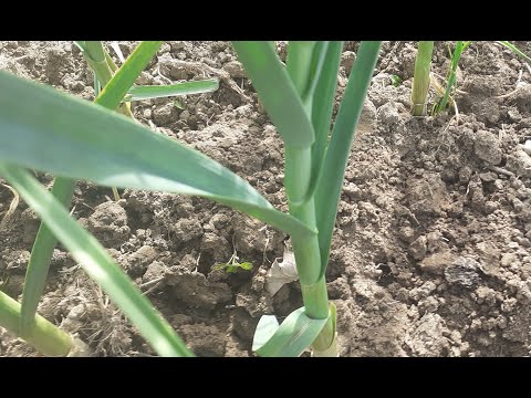 KAKO DO KRUPNIH GLAVICA ČEŠNJAKA (bijelog luka)