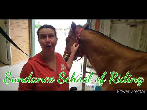 How to Braid Your Horse's Forelock