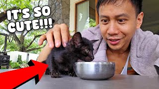 We Found a Starving Kitten | Vlog #1743