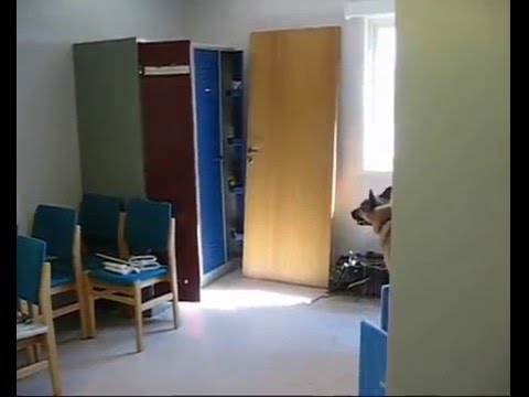 Dimmefilm Hundetjenesten 2006/2007