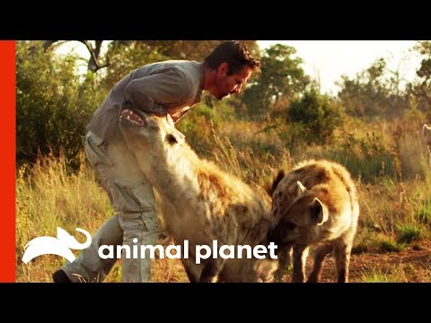 image-How big is a full size hyena?