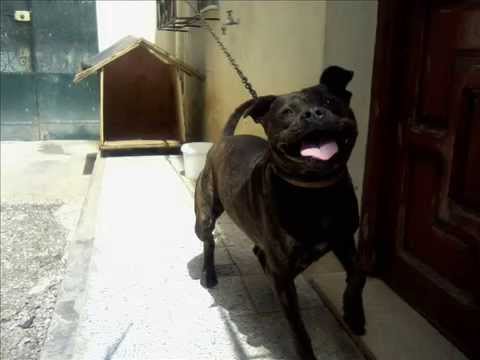 chien pitbull roxy