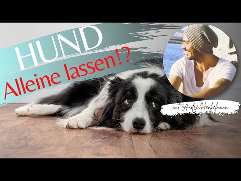 Wie lange kann man einen Hund alleine lassen? Profi-Tipp/Hundeschule