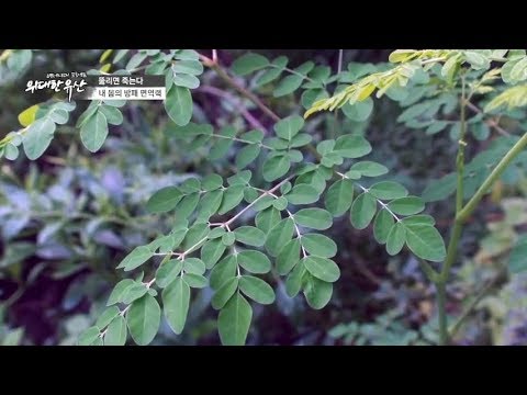 Moringa oleifeira Wirkung für die gesunde Ernährung