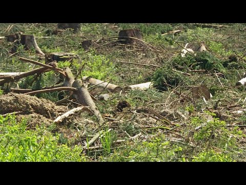 Dramatische Schäden: Ist der Wald noch zu retten? | Panorama 3 | NDR