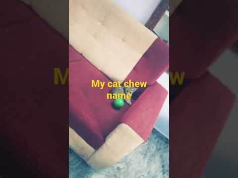 my cat name Nishu 🐱🐱🐱🐱