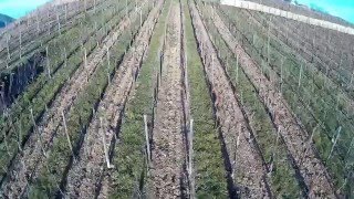 Ribeauvillé ville et vignobles