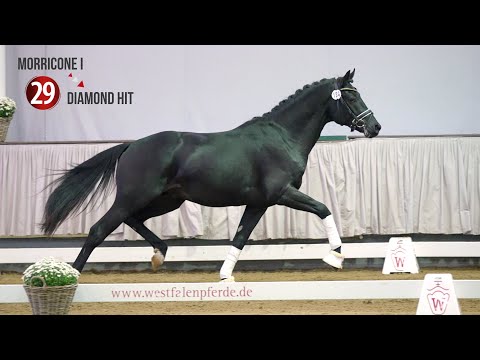 Westf. Hauptkörung Reitpferdehengste 2020: 29 Morricone I - Diamond Hit -Krack C