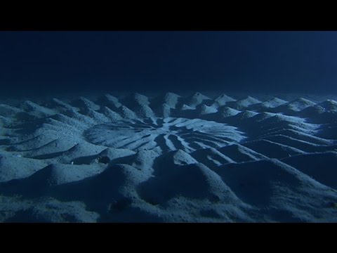 UFOs unter Wasser - Geheimnisvolles im Meer | Mysteriöse Sichtungen und Beweise | Doku 2015