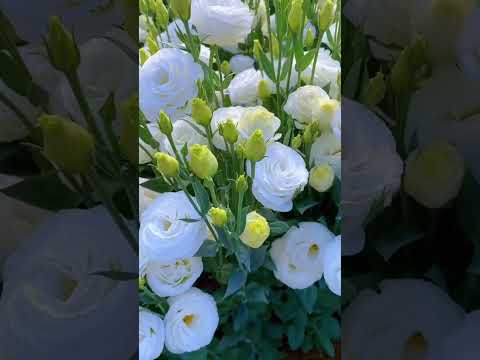 , title : 'White Eustoma Represents Pure Love  #satisfying #short'