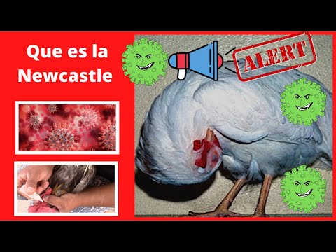 , title : '¿Que es la Newcastle?. Como prevenir la peste en los pollos ll Granja Fina ll 2021'