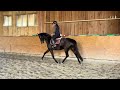 Jument dressage d’avenir