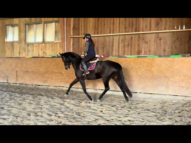 Jument dressage d&rsquo;avenir 