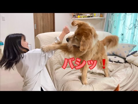 姉を倒すには高い所がいいと気付いてしまった大型犬クッキー【ゴールデンレトリバーとミニチュアダックスフンド】