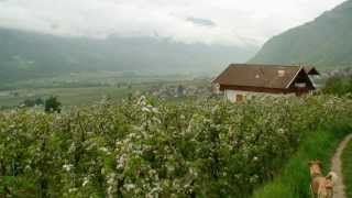 preview picture of video 'Wandern Südtirol: von Oberplars zum Partschinser Waalweg'