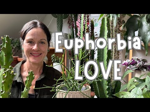 Euphorbia Care Tips | How I Keep My Euphorbia Happy And Thriving 🌱
