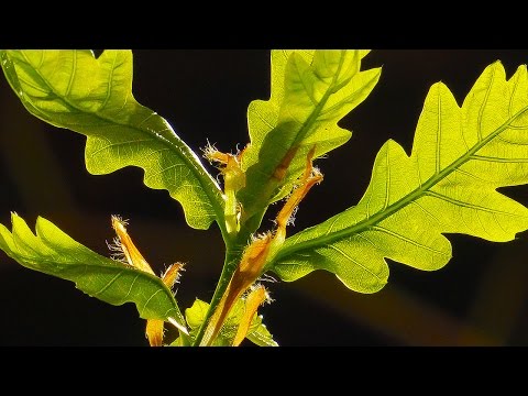 TREES CAN DANCE !!!  - The Magic Of Nature