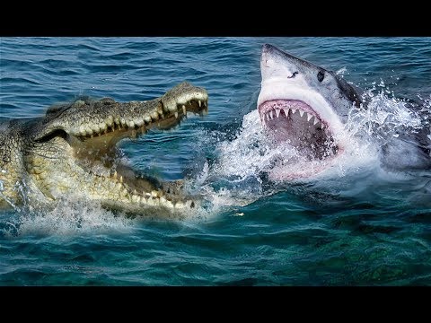 Unbelievable Crocodile Vs Shark | Who Will Be The Winner ?