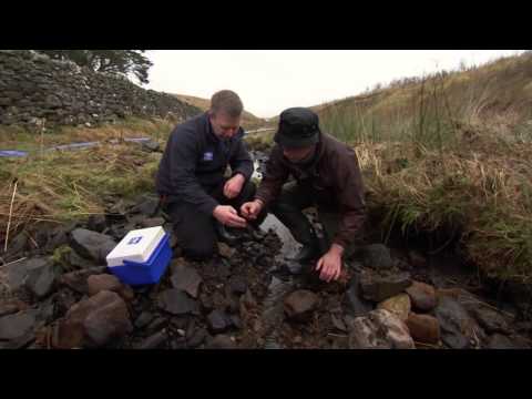 Signal Crayfish has become a plague in Britain