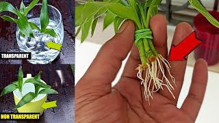 How to propagate Lucky bamboo 2x Faster