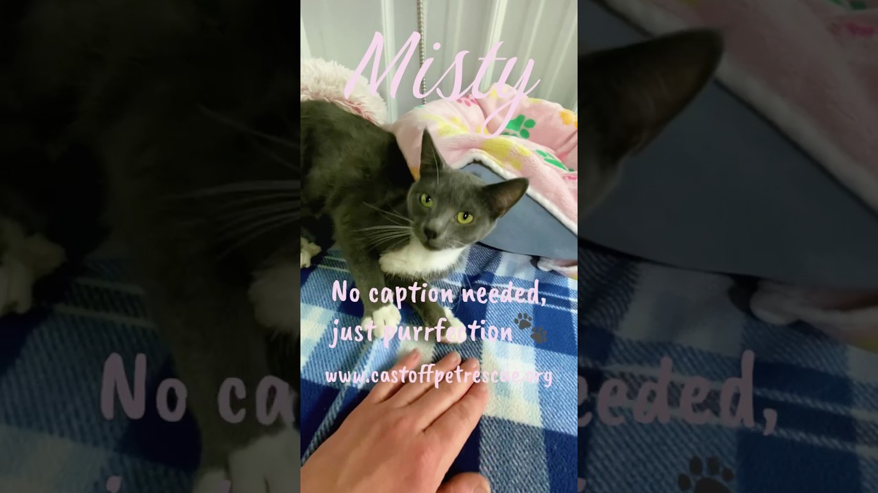 Enlarge Misty, a Adoptable Domestic Short Hair in Blairsville, GA video 6/6