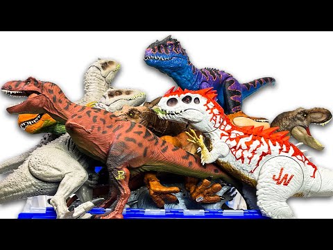 GIANT Jurassic World Carnivores Collection! Biggest T Rex, I Rex, Spinosaurus, Allosaurus Dinosaurs