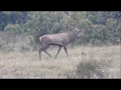 20 Hirsche oder mehr? | Jagd auf den Brunfthirsch in Ungarn | Jagdfilm Woodwalker | ep # 14