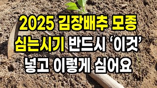 김장배추 모종 심는시기 반드시 이것 넣고 이때 이렇게 심어요