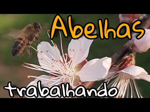 💢Primeiras flores , começou a polinização #abelha #polen #pessego