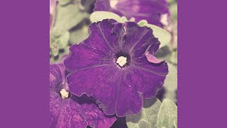 Cover art for Before Summer Comes