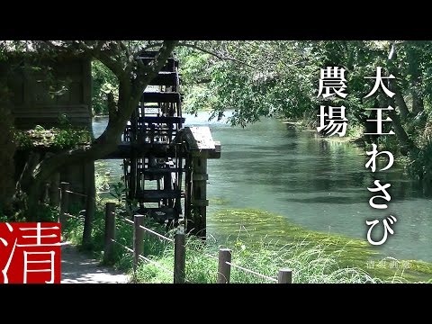 【自然浴60分】大王わさび農場 / 長野県安曇野市 - Nature Sounds 60min