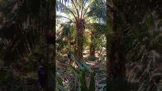 Download lagu Inilah Cara Mudah Panen Buah kelapa Sawit Dengan Cepat mp3