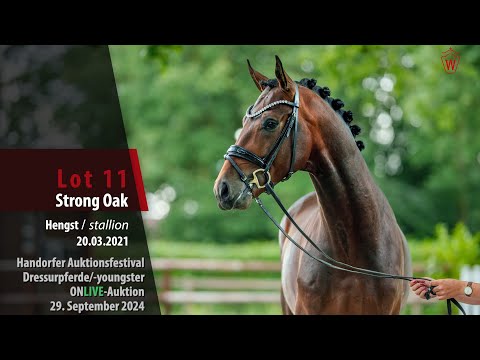 Auktionsfestival Lot 11 Strong Oak Hengst v. So Perfect - De Niro