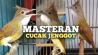 Download lagu MASTERAN TEMBAKAN CUCAK JENGGOT untuk MURAI BATU biar GACOR BONGKAR MATERI ISIAN  mp3