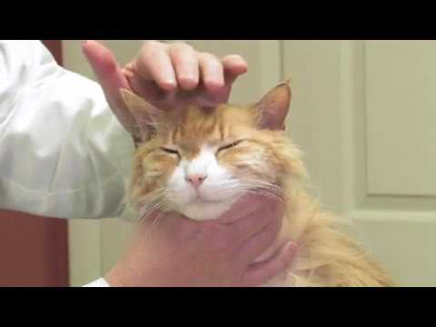 How to Detect Skin Cancer in Cats