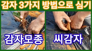 감자심는 시기 입니다 씨감자 감자모종 을 비닐하우스에 심었습니다 감자심는 방법 수미감자 귀농귀촌