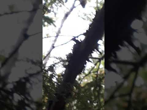 Nova Scotia Barred Owl